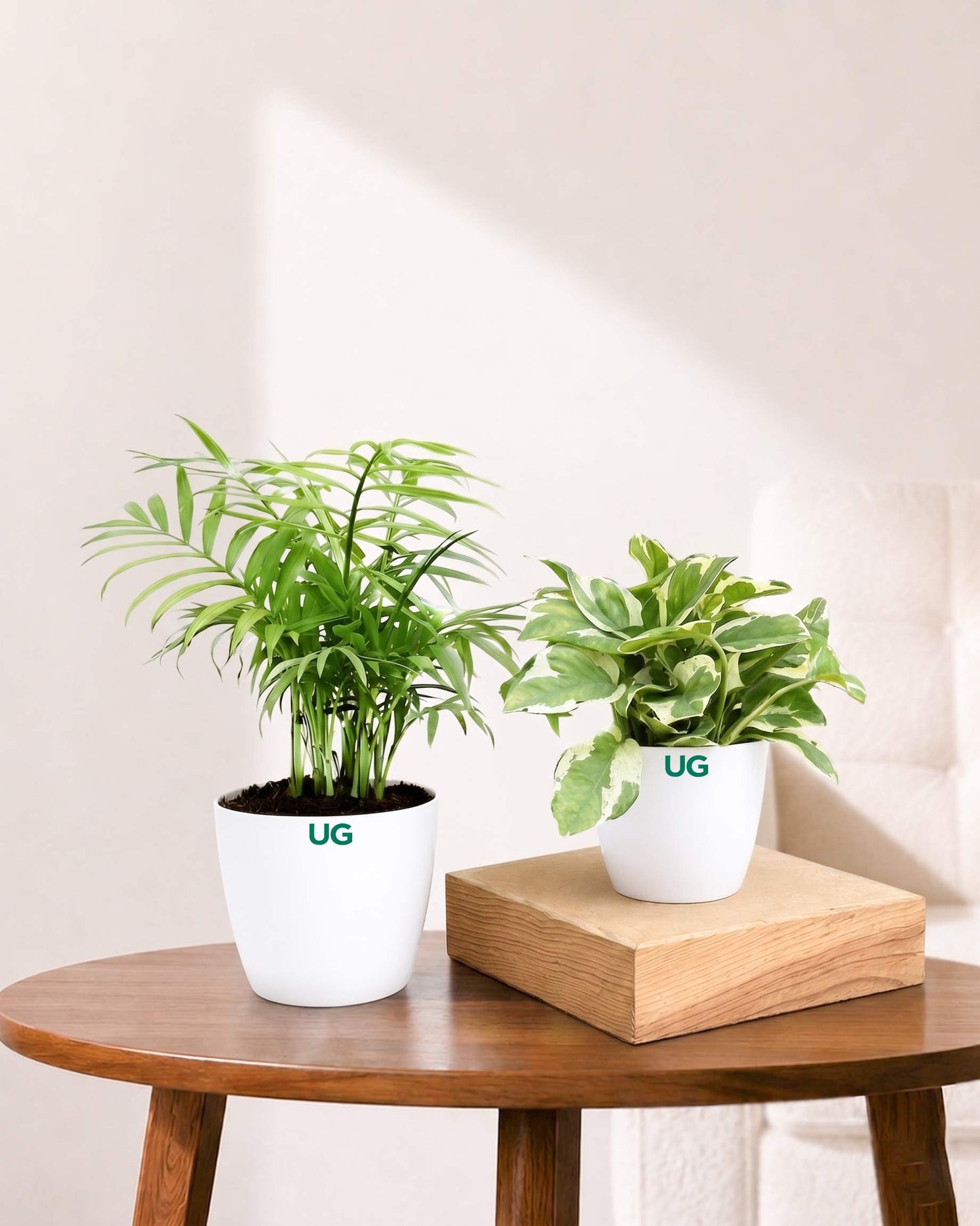 Oxygen Plants Combo