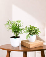 Oxygen Plants Combo