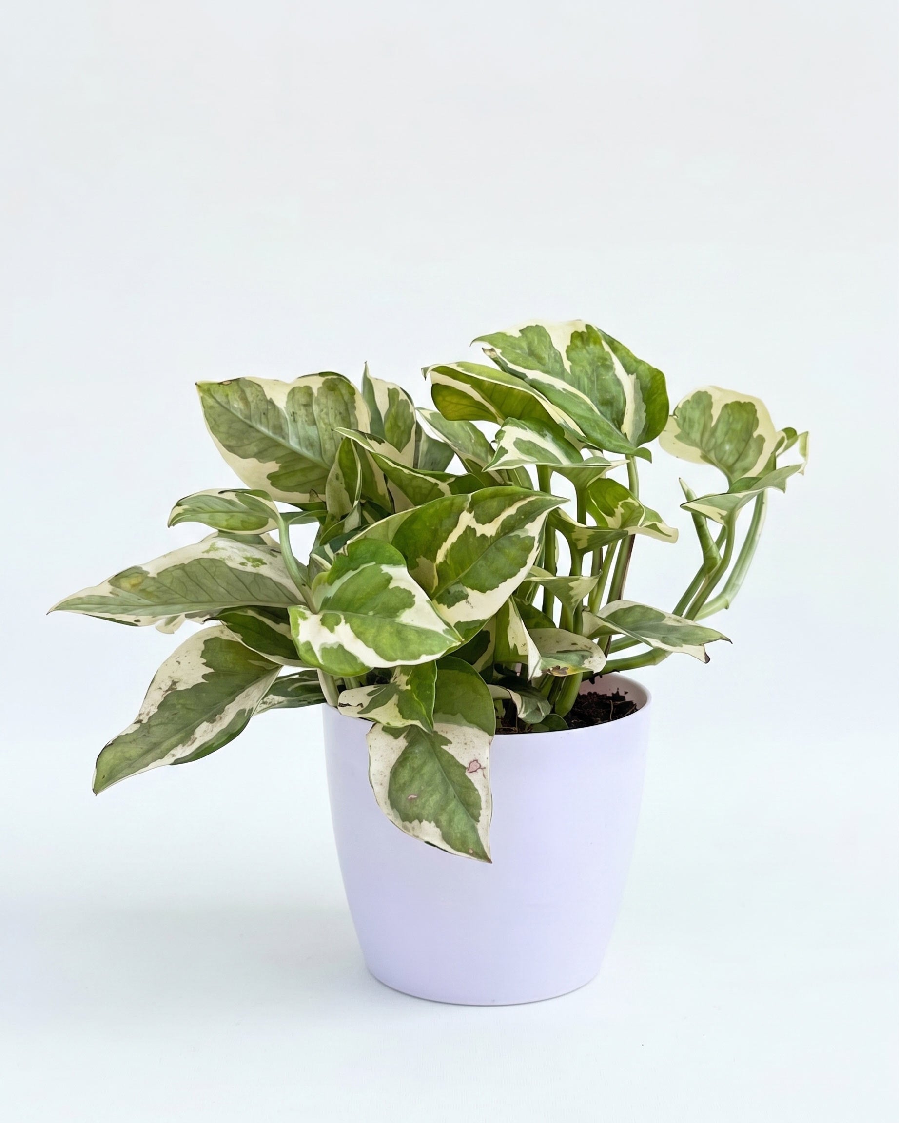 Oxygen Plants Combo