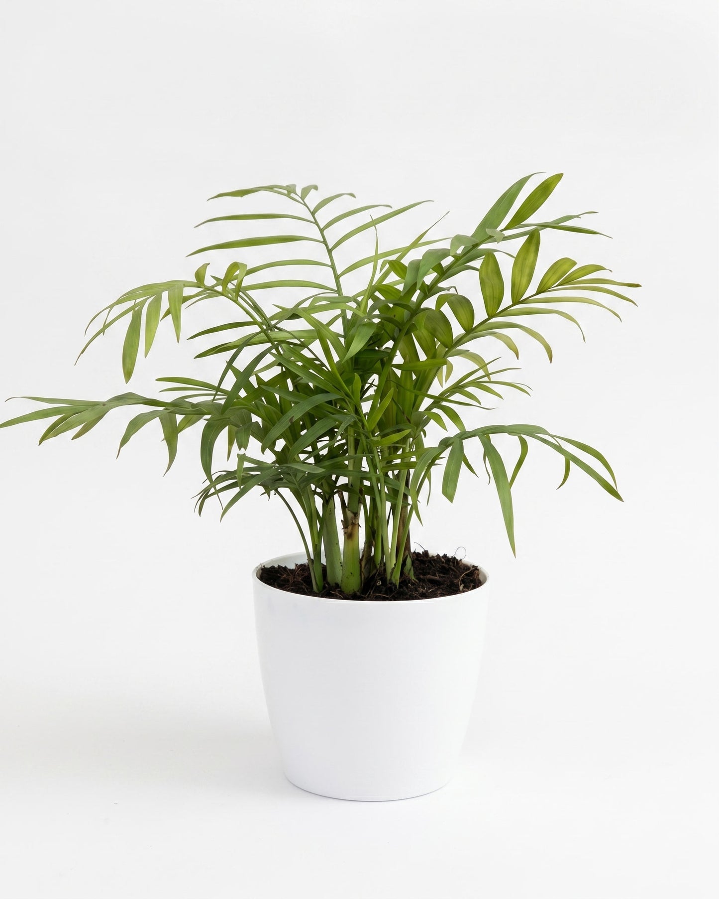 Oxygen Plants Combo
