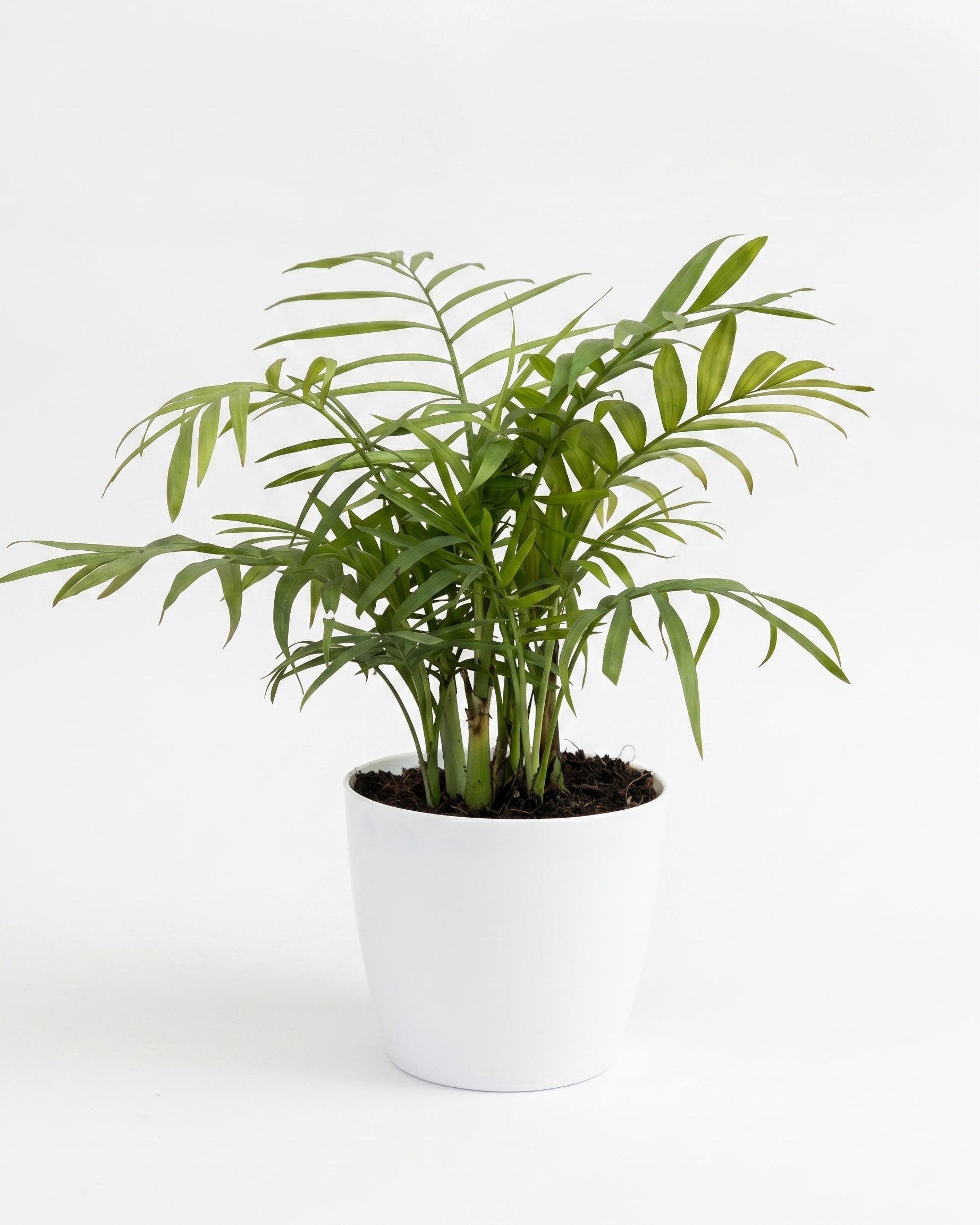 Oxygen Plants Combo