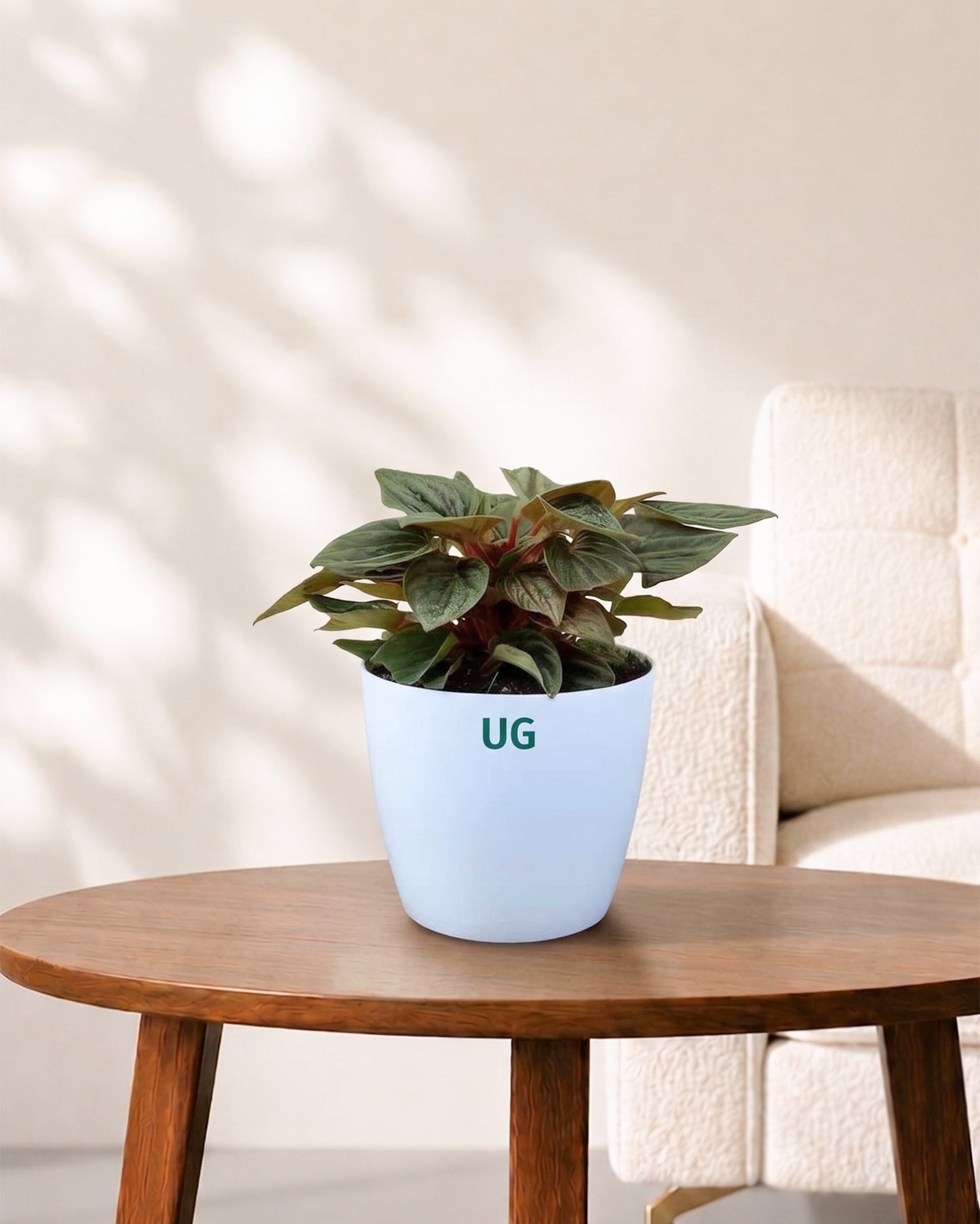 Peperomia caperata 'Rosso' | Rosso Tanaman Radiator Plant
