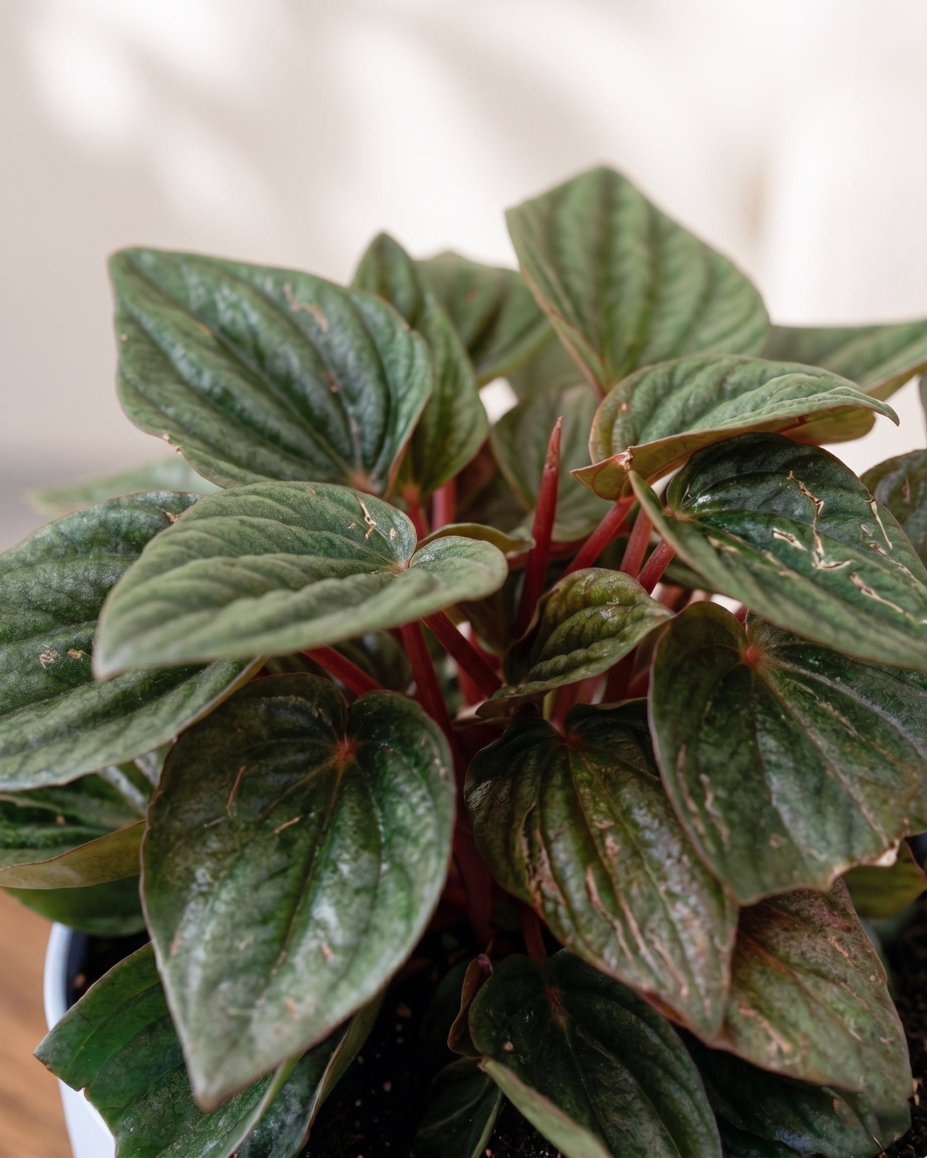 Peperomia caperata 'Rosso' | Rosso Tanaman Radiator Plant