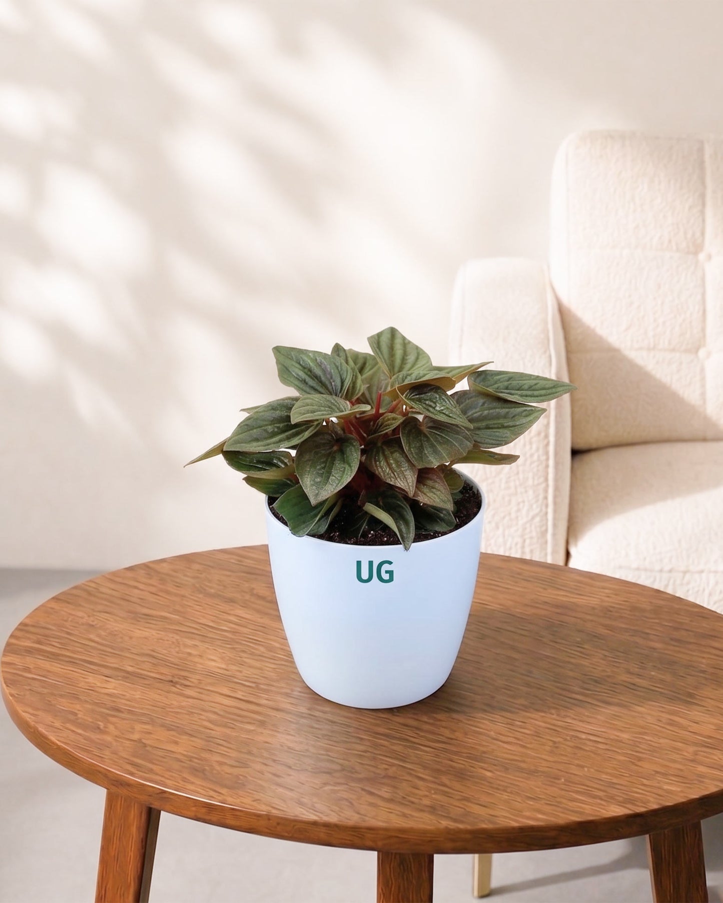 Peperomia caperata 'Rosso' | Rosso Tanaman Radiator Plant