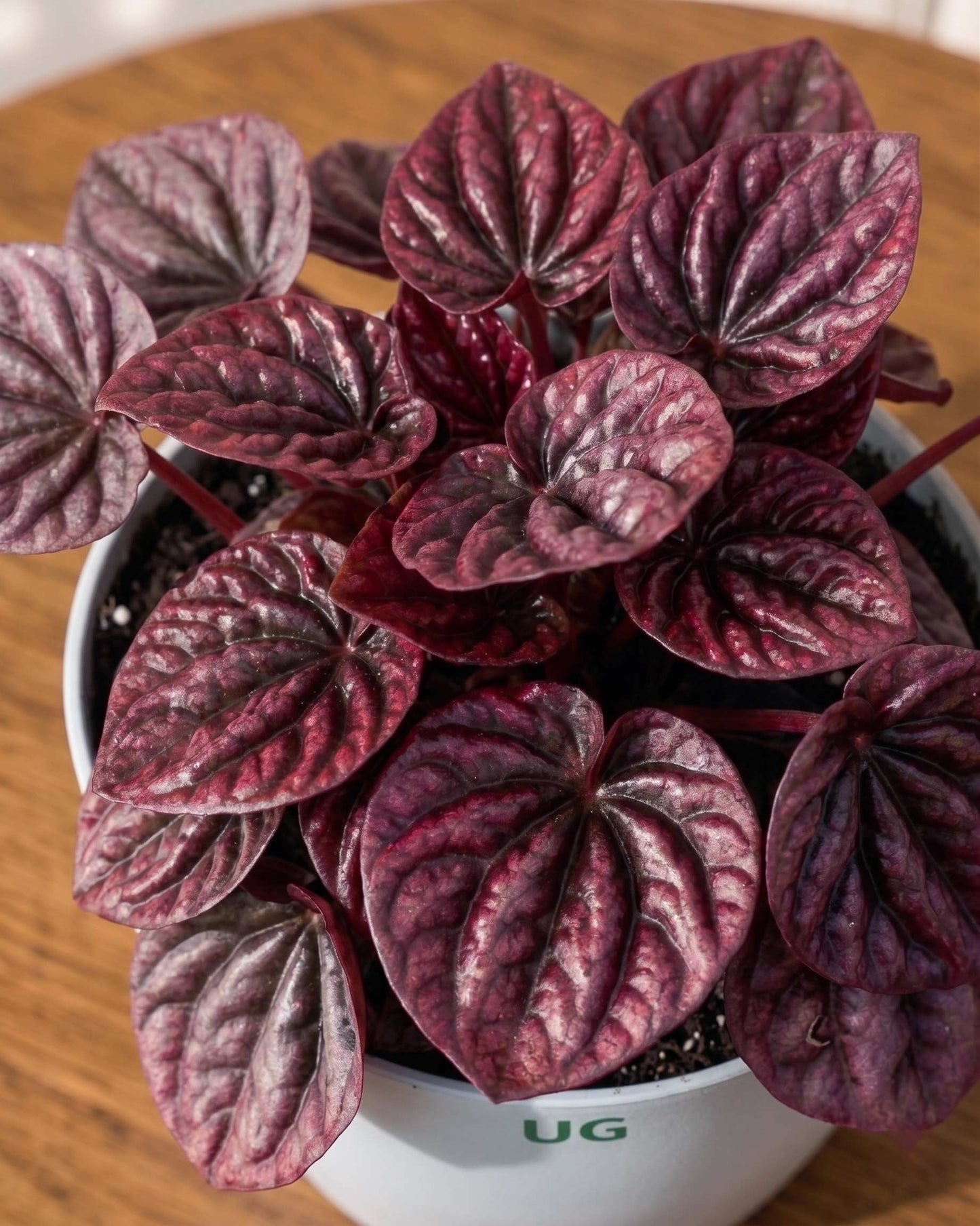 Red Luna Radiator Plant | Peperomia caperata 'Red Luna'