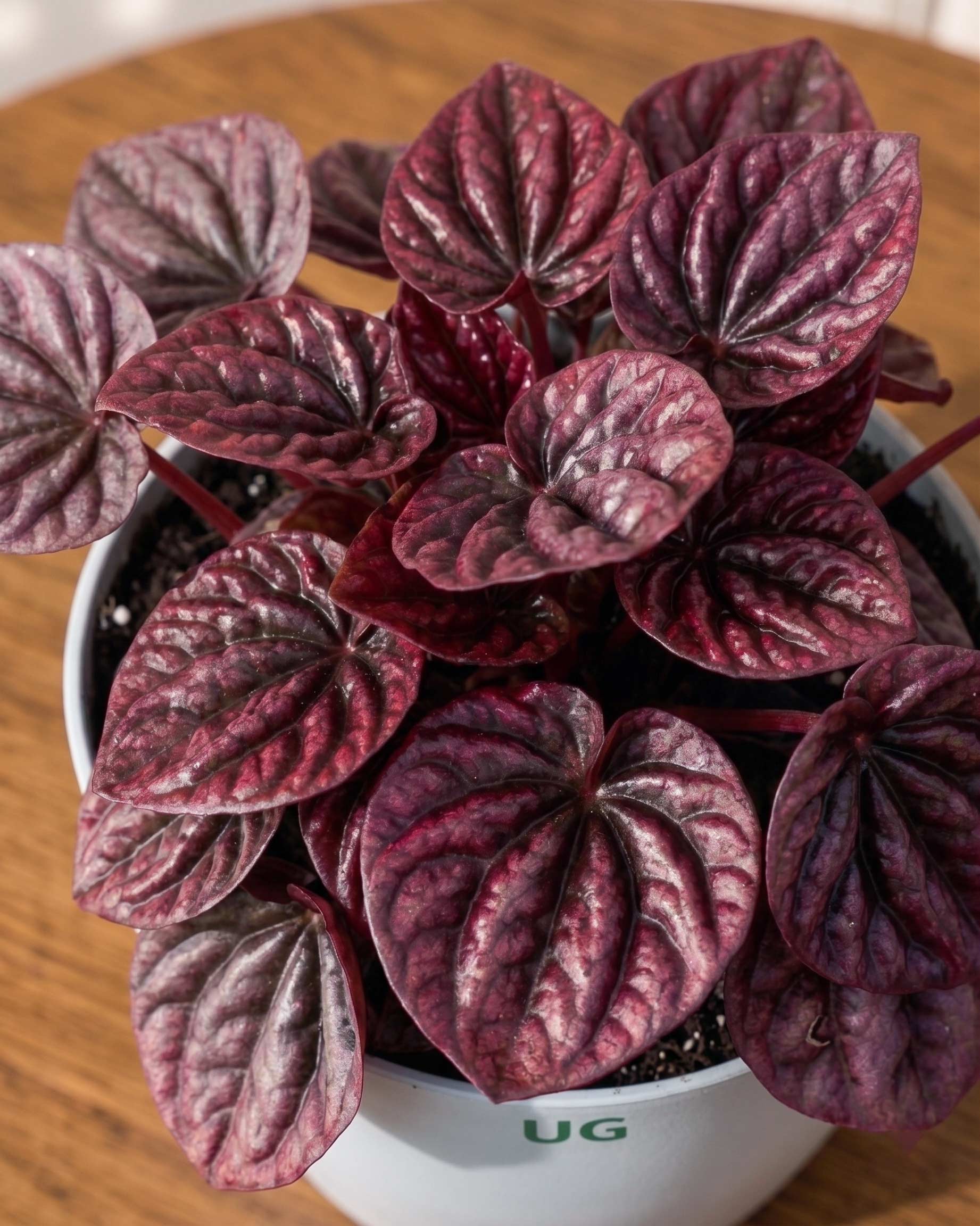 Red Luna Radiator Plant | Peperomia caperata 'Red Luna'
