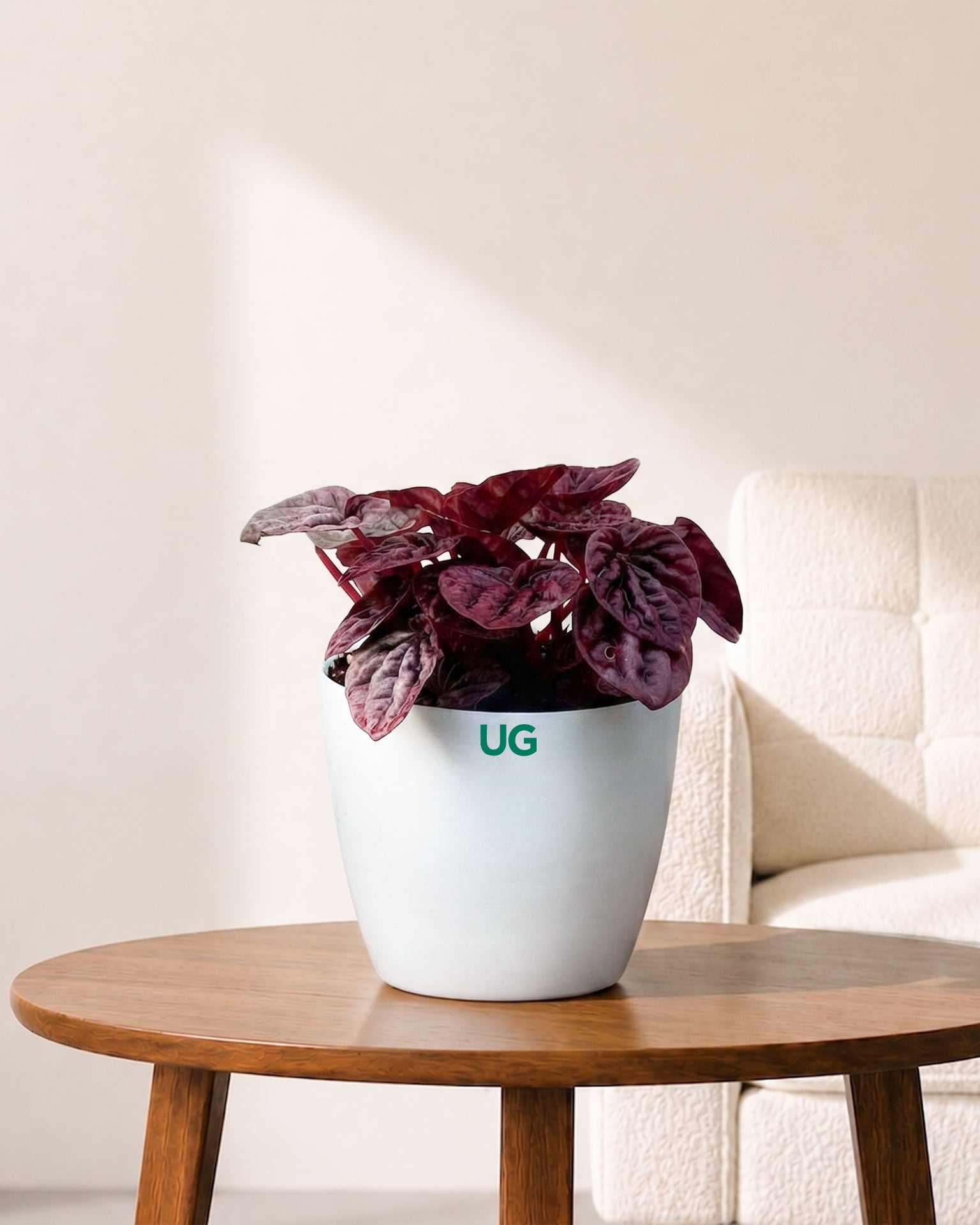 Red Luna Radiator Plant | Peperomia caperata 'Red Luna'