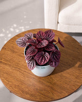 Red Luna Radiator Plant | Peperomia caperata 'Red Luna'