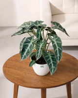 Alocasia Polly Plant