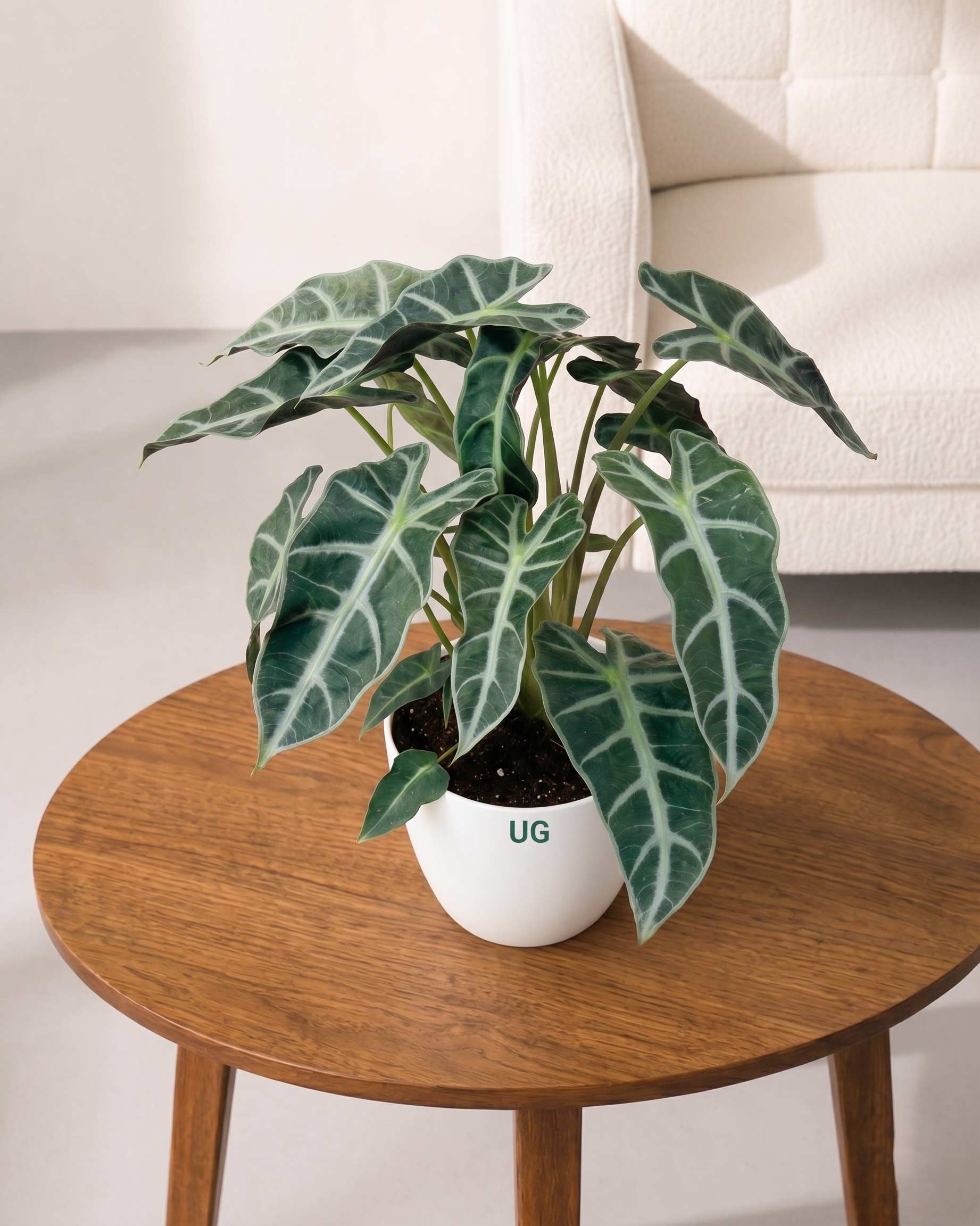 Alocasia Polly Plant