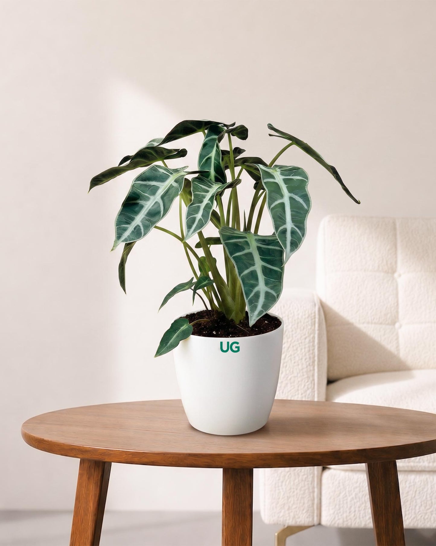 Alocasia Polly Plant