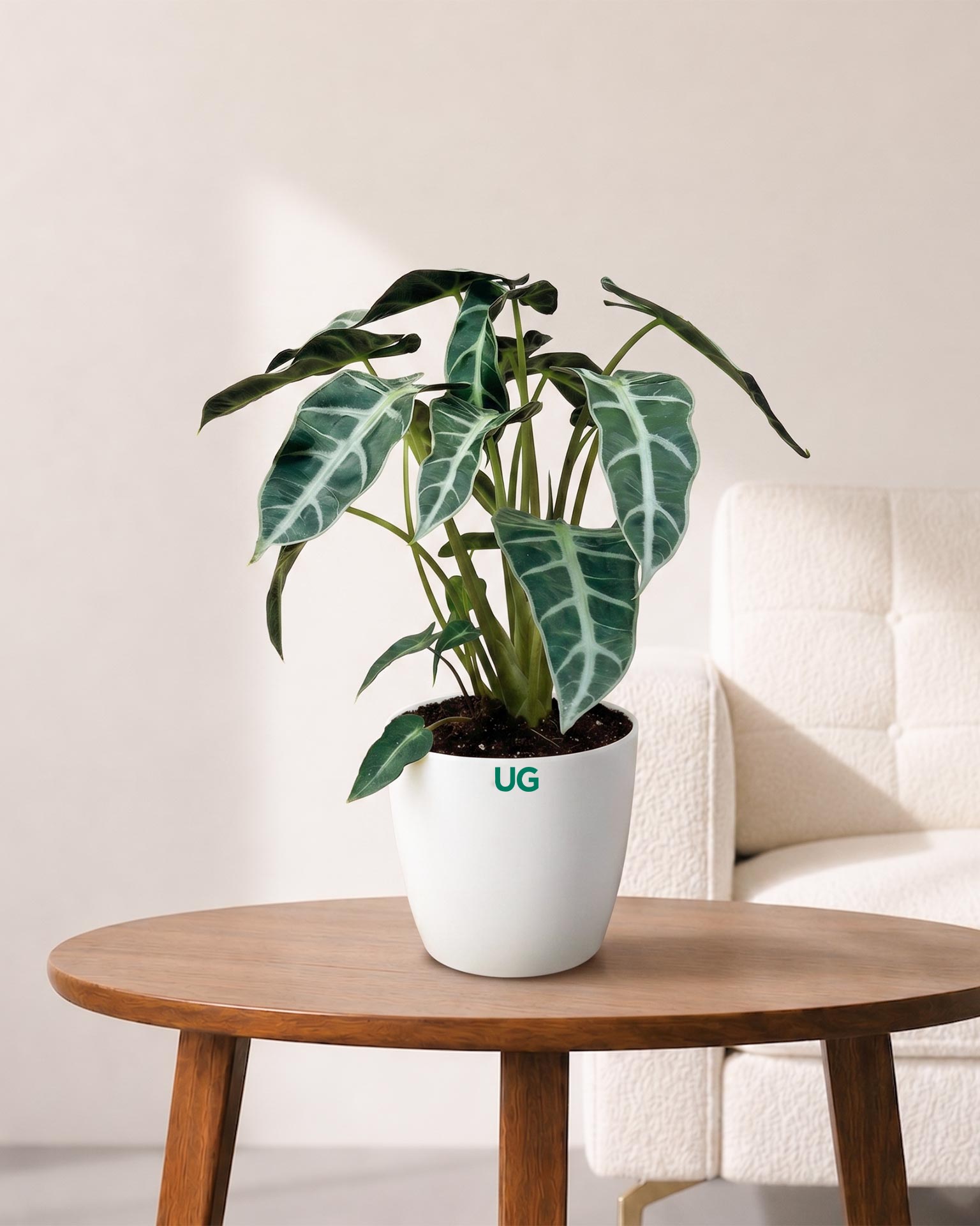 Alocasia Polly Plant