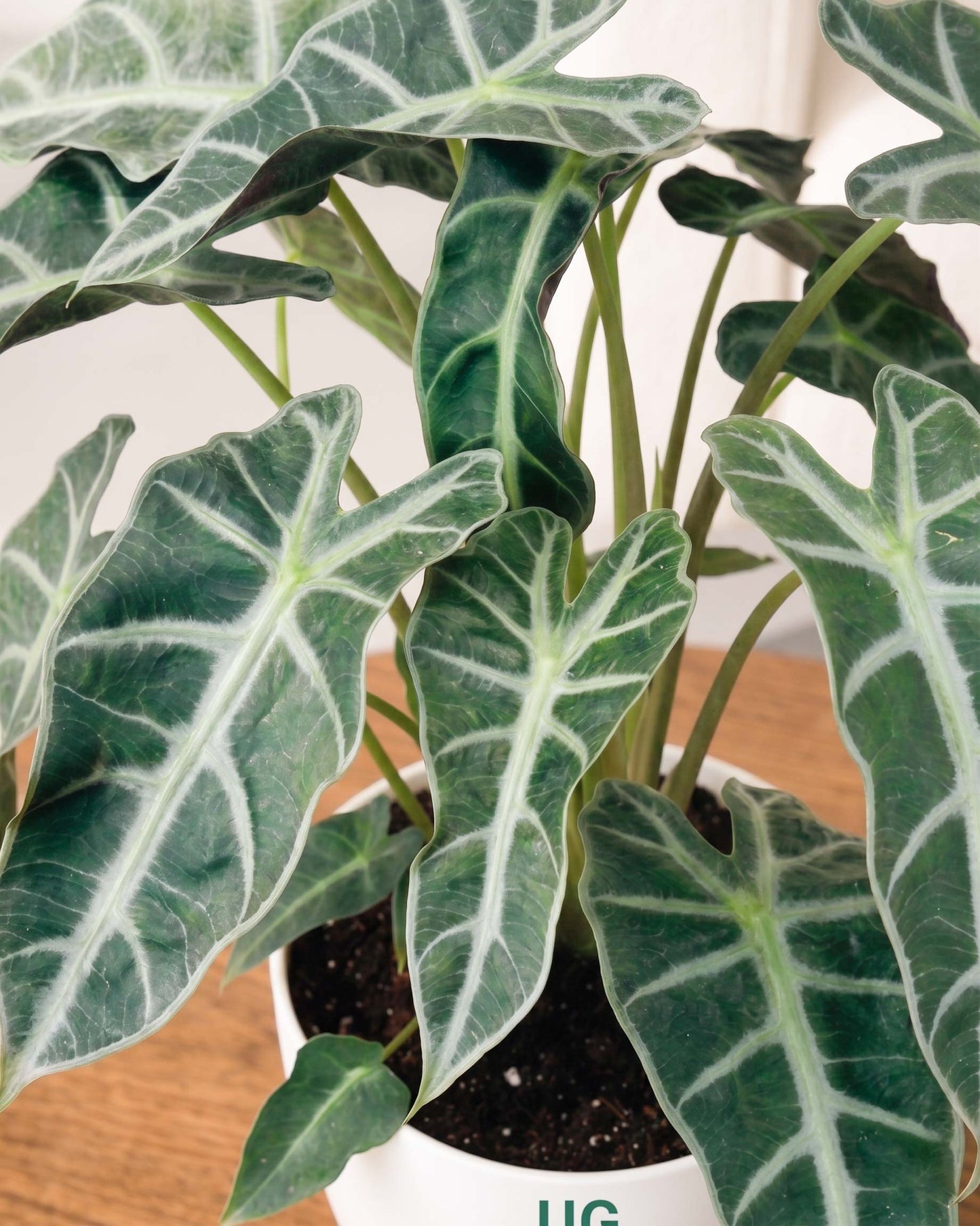Alocasia Polly Plant
