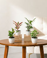 Living Room Plants Combo