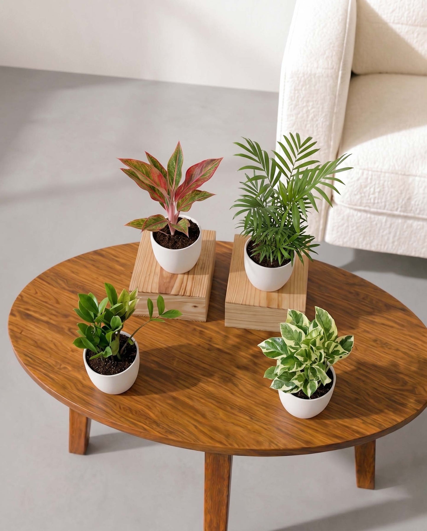 Living Room Plants Combo