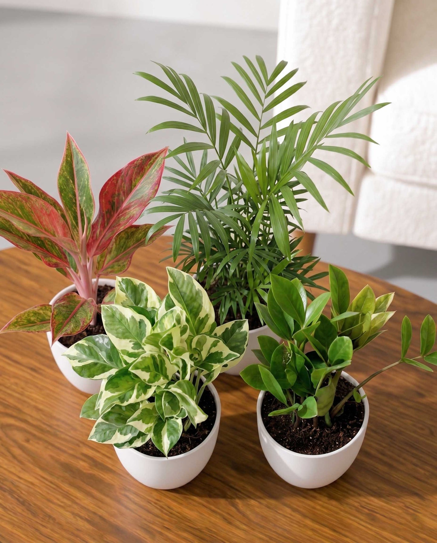 indoor plant combo Living Room Plants Combo – unlimitedgreens