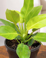 Philodendron Moonshine, Xanadu
