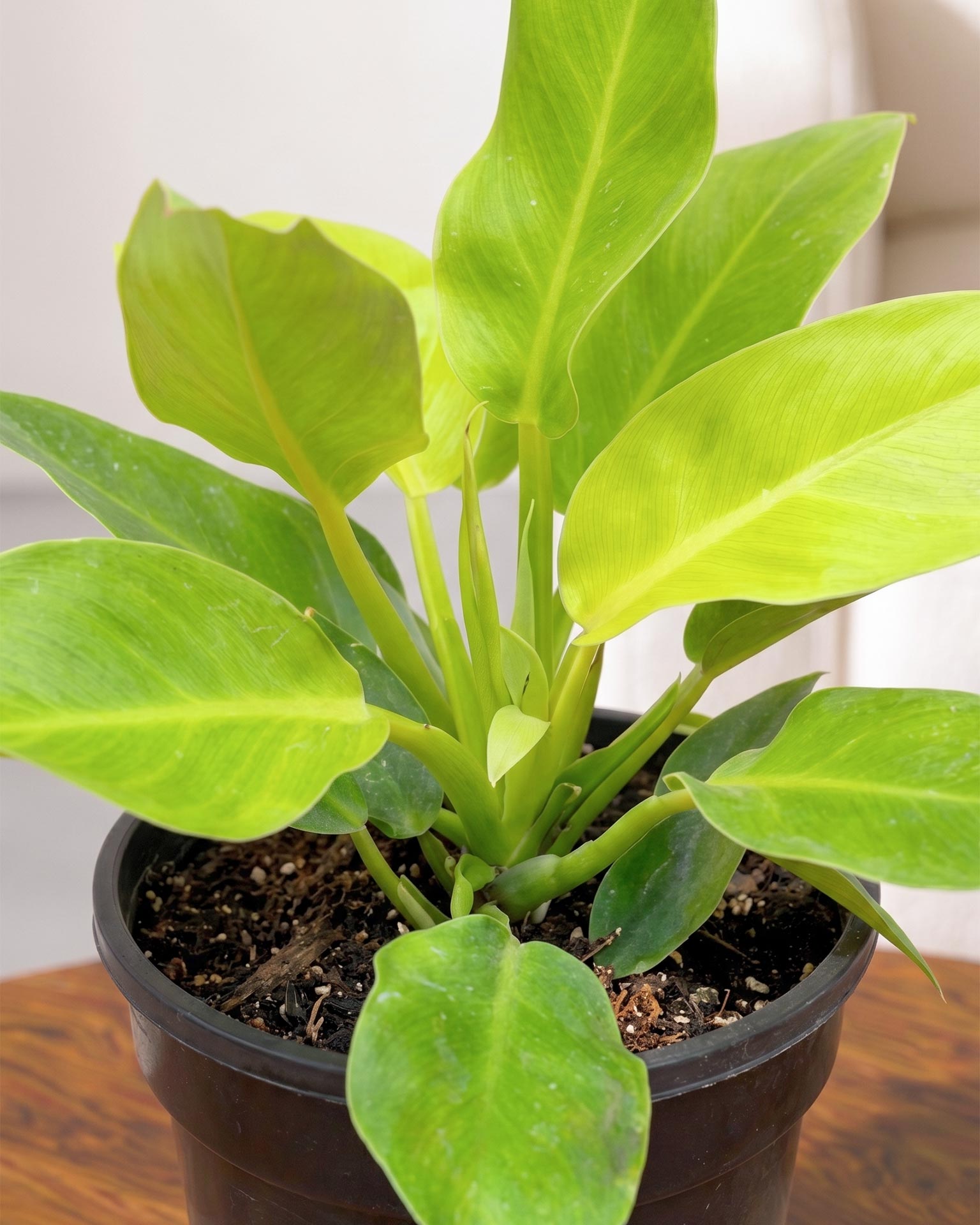 Philodendron Moonshine, Xanadu
