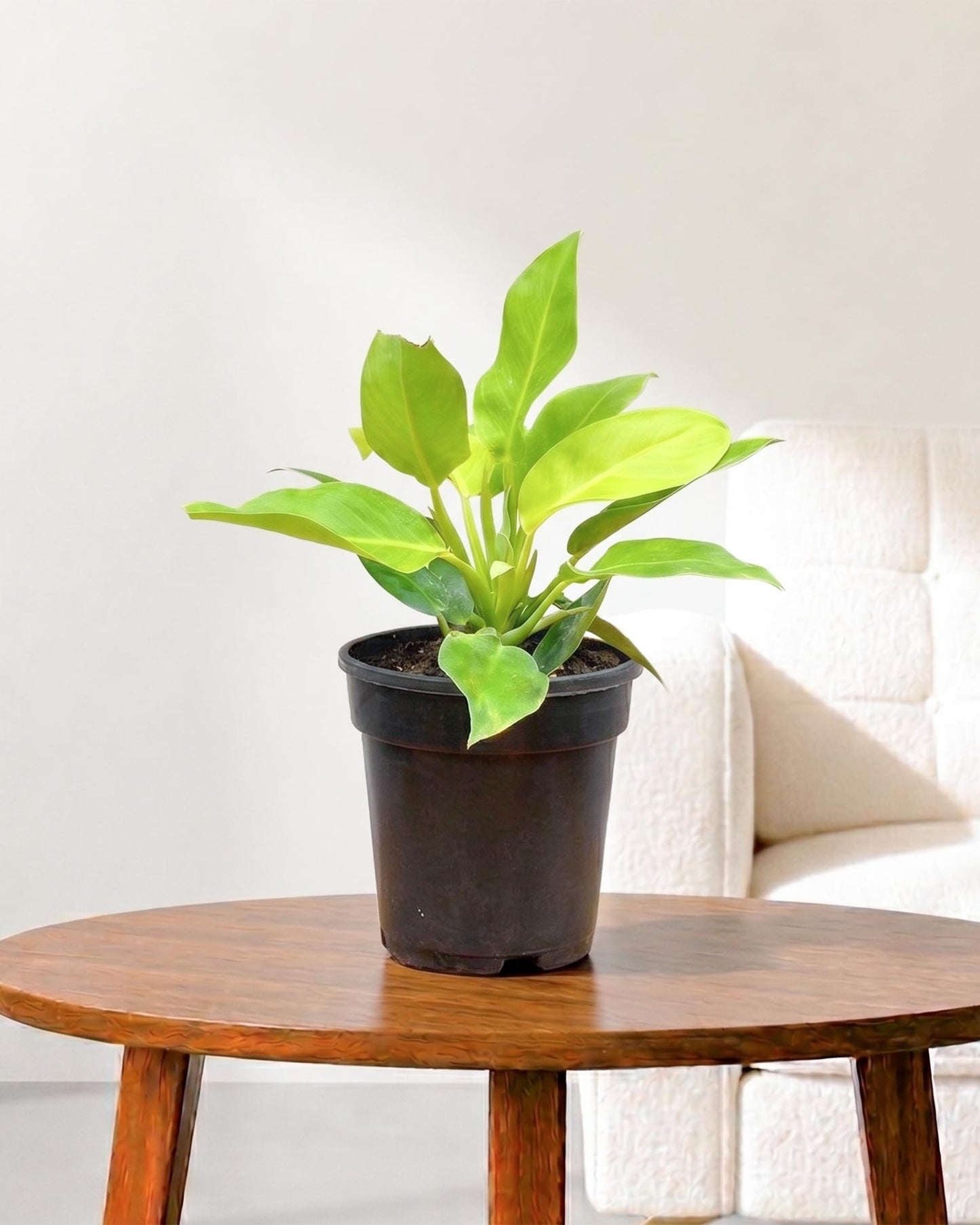 Philodendron Moonshine, Xanadu