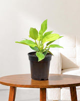 Philodendron Moonshine, Xanadu
