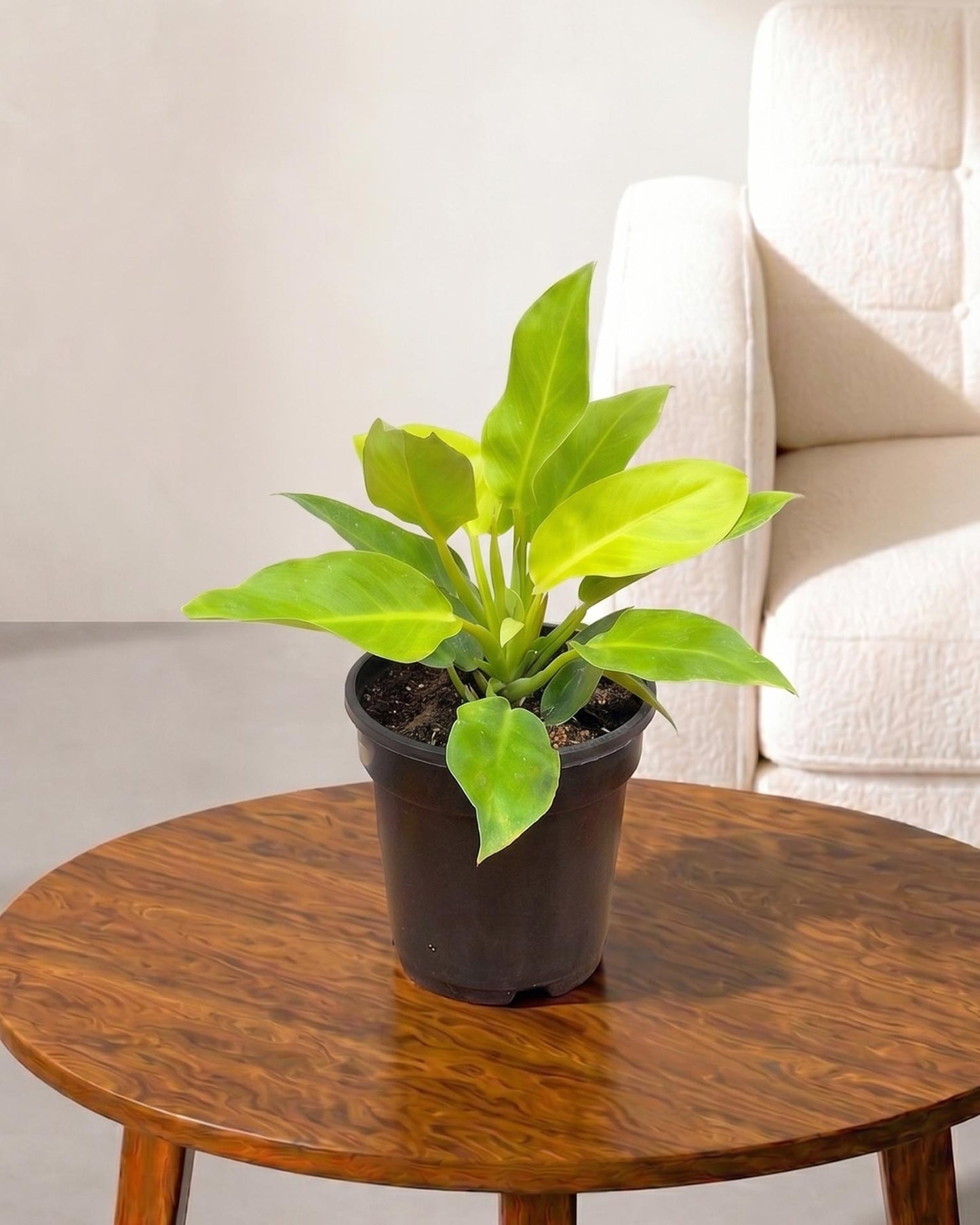 moonshine plant philodendron Buy Philodendron Moonshine, Xanadu online