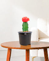 Moon Cactus