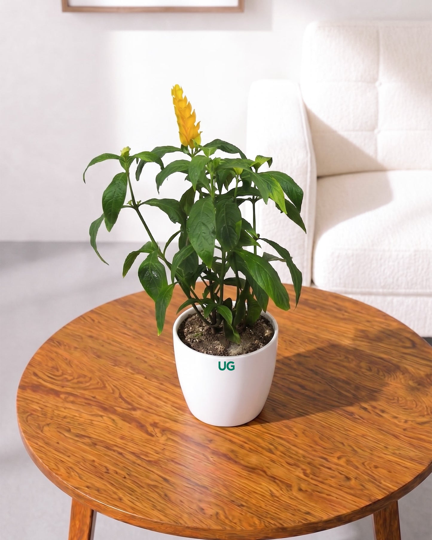 Golden Shrimp Plant