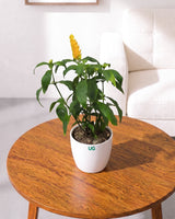Golden Shrimp Plant