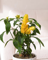 Golden Shrimp Plant