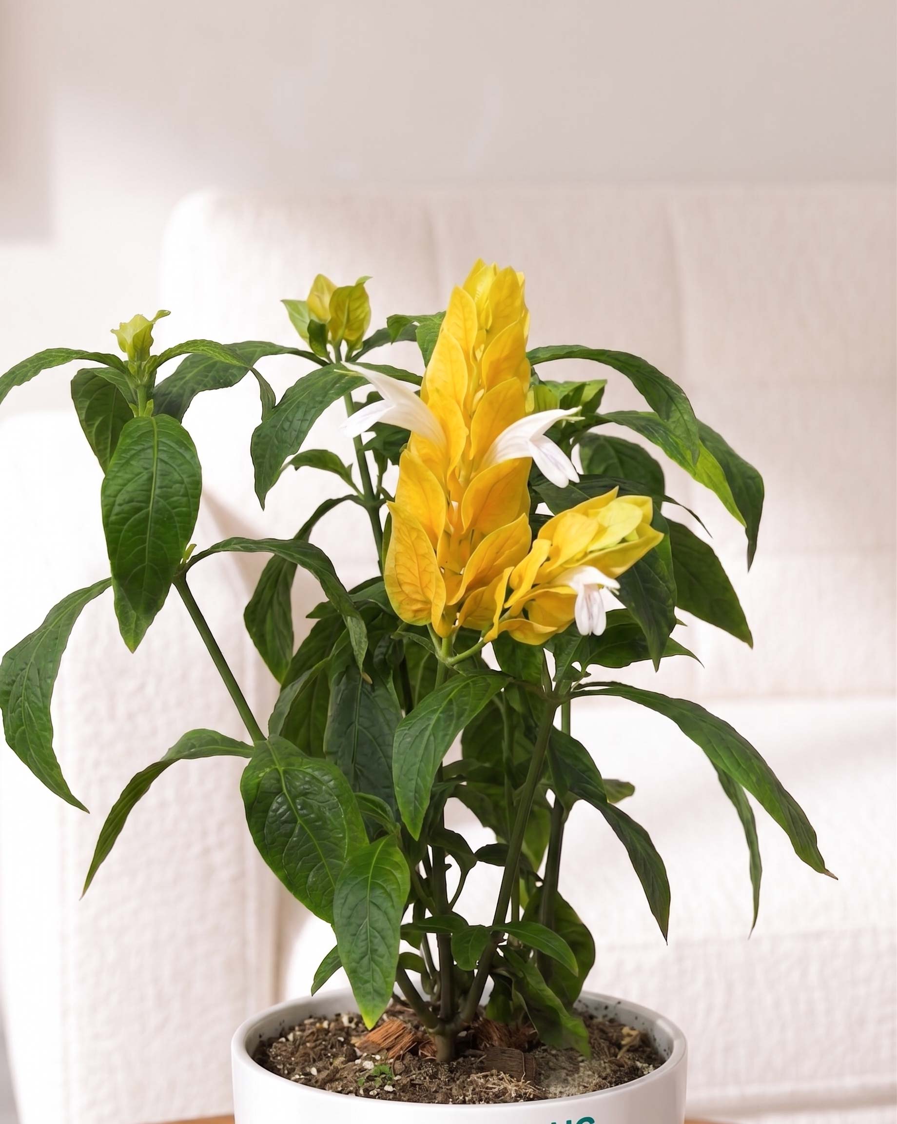 Golden Shrimp Plant