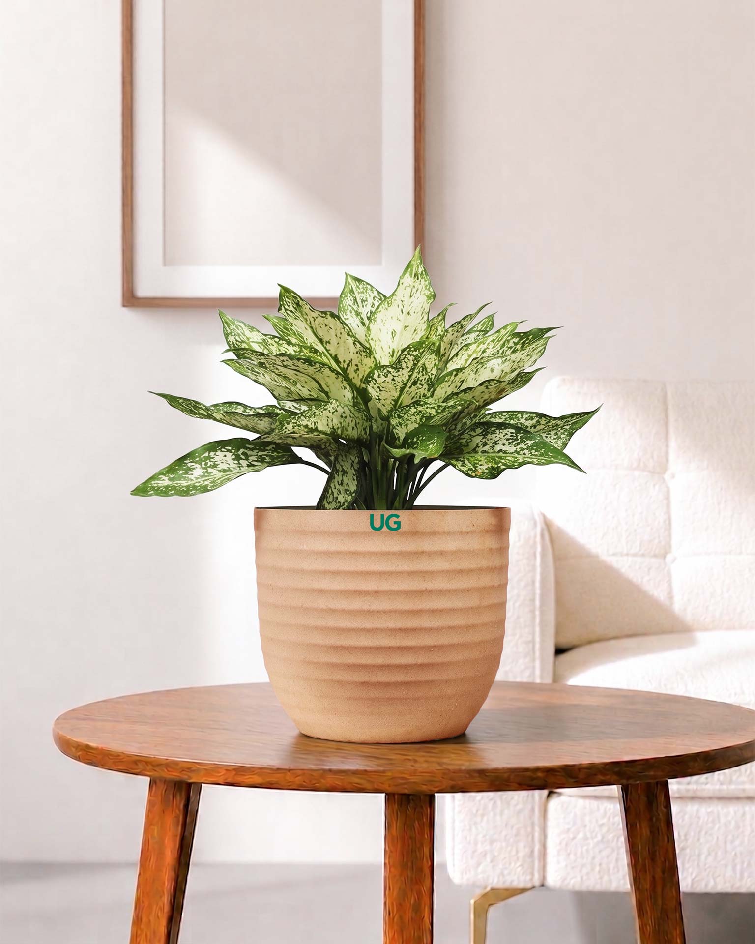 Aglaonema Snow White In Self Watering Pot