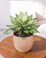 Aglaonema Snow White In Self Watering Pot