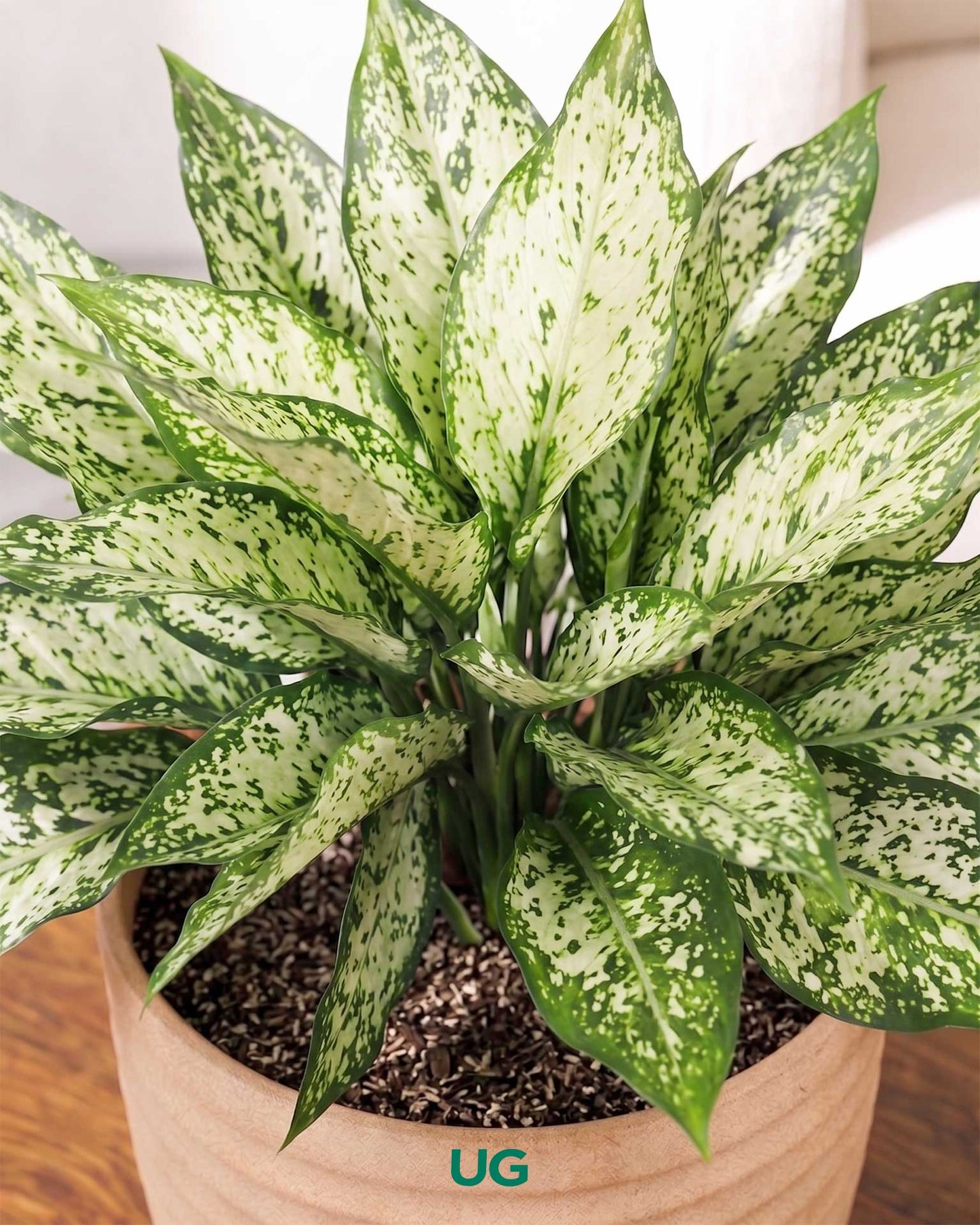 Aglaonema Snow White In Self Watering Pot