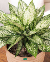 Aglaonema Snow White In Self Watering Pot