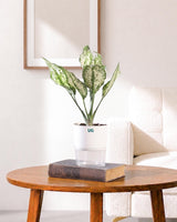 Aglaonema Snow White In Self Watering Pot