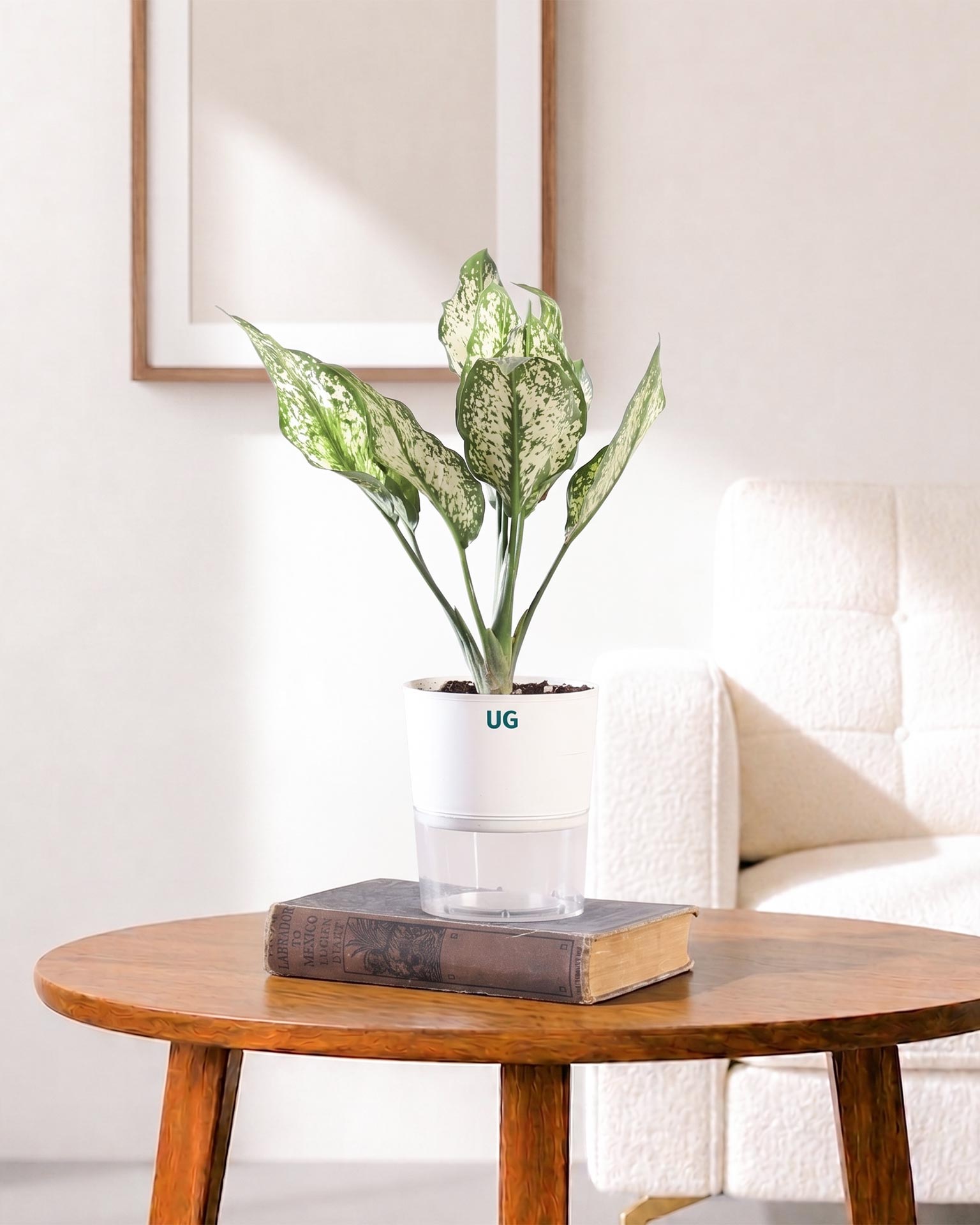 Aglaonema Snow White In Self Watering Pot