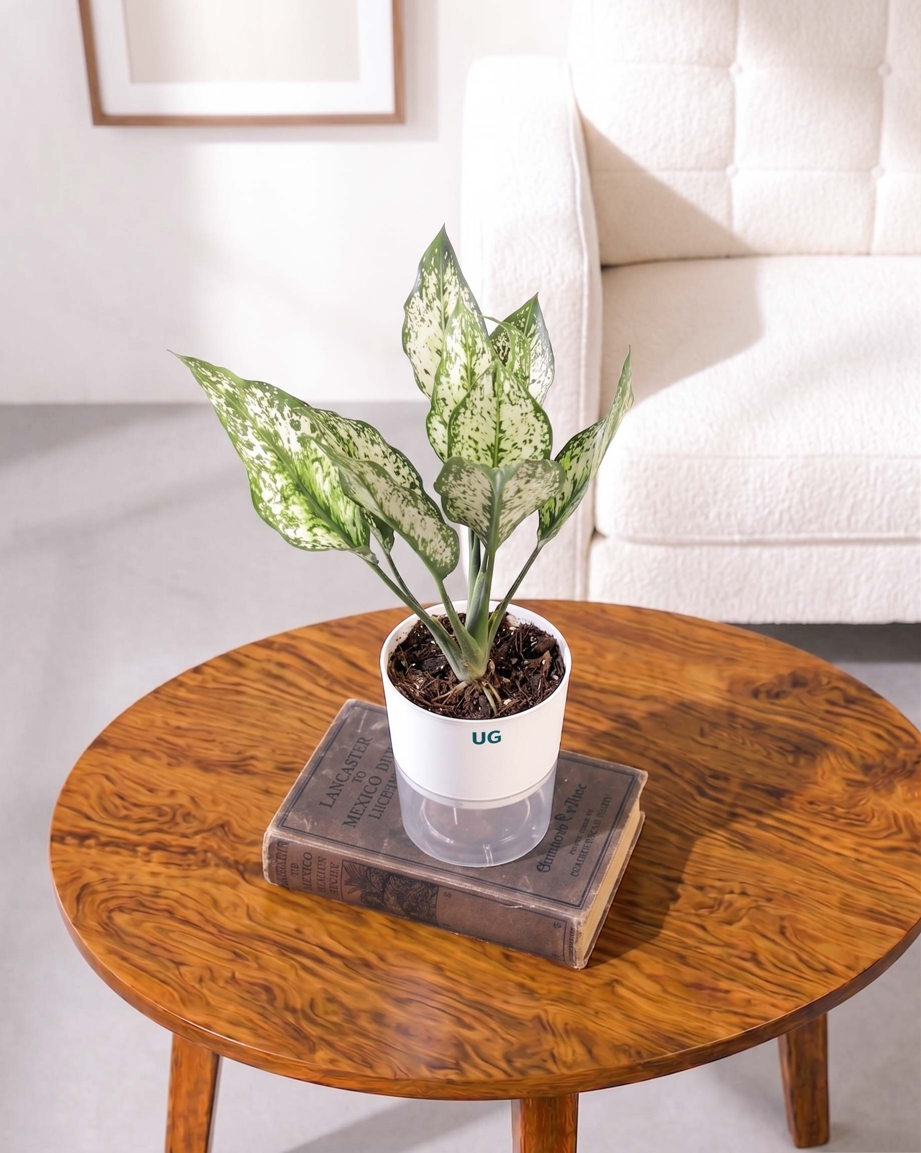Aglaonema Snow White In Self Watering Pot