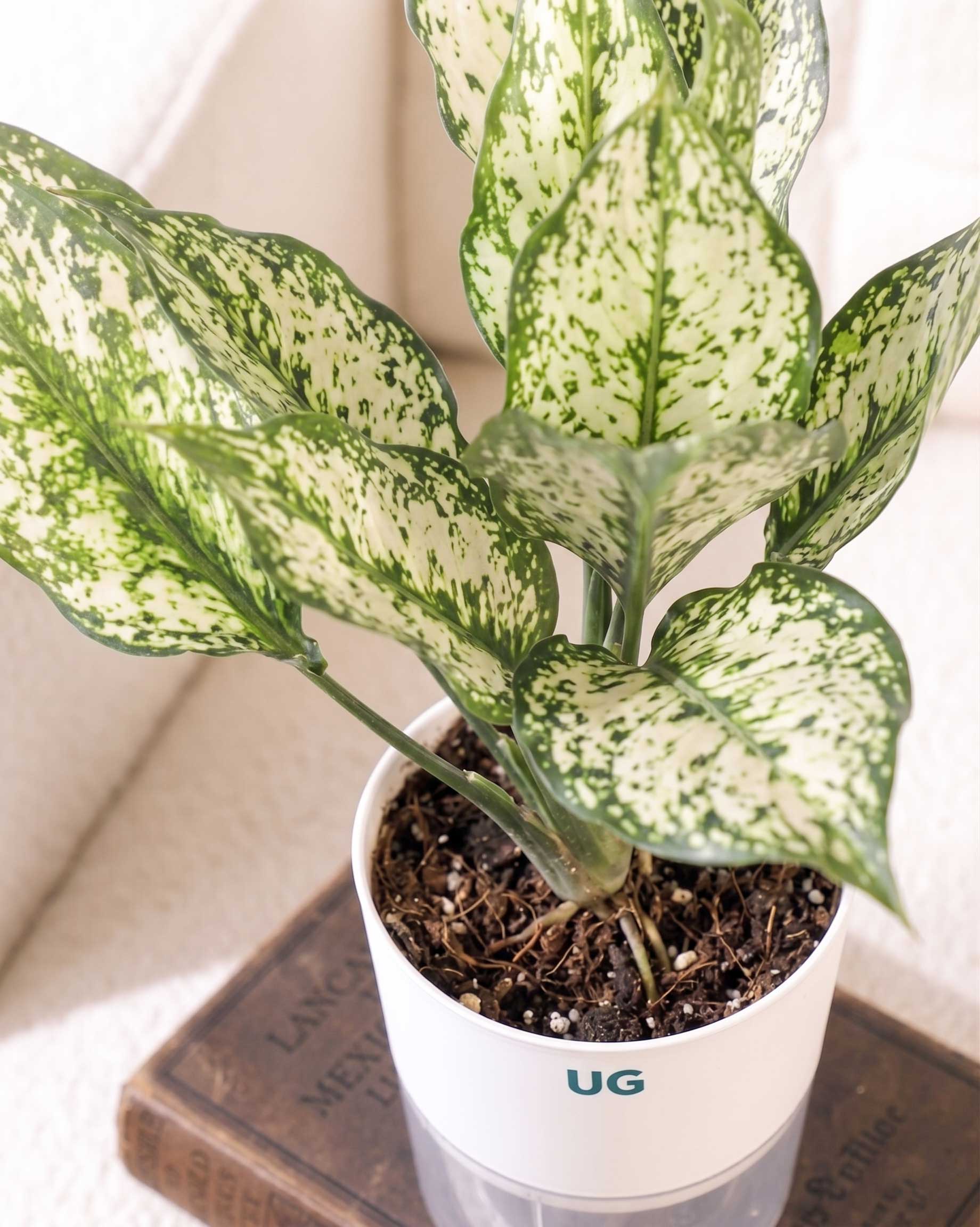 Aglaonema Snow White In Self Watering Pot