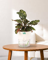 Calathea Peacock in Self Watering Pot