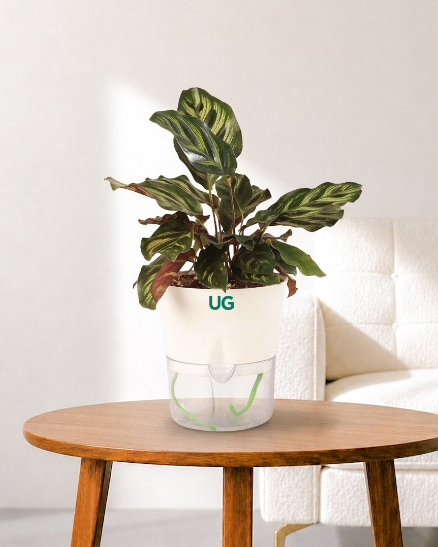 Calathea Peacock in Self Watering Pot