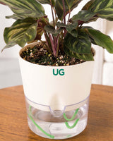 Calathea Peacock in Self Watering Pot