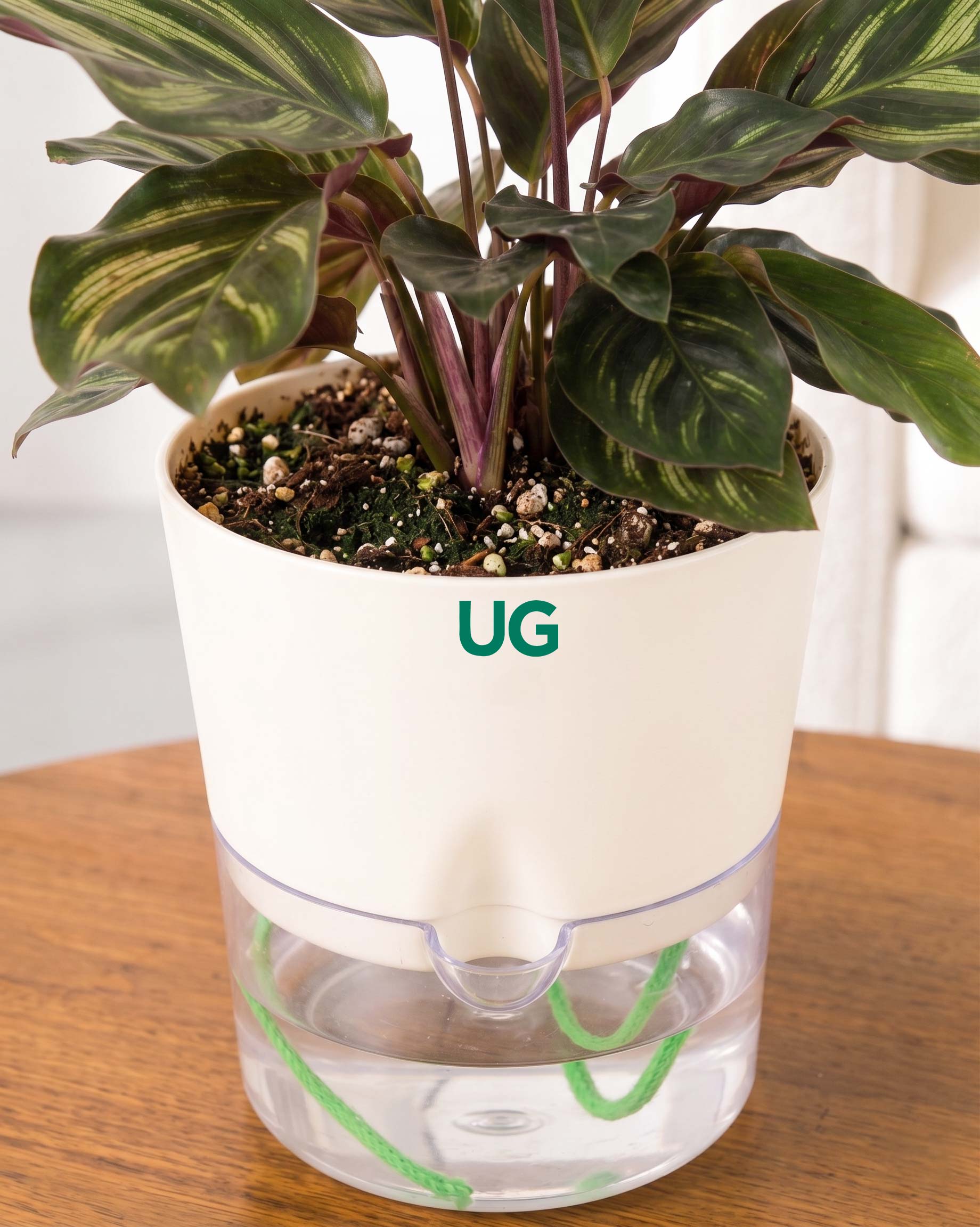 Calathea Peacock in Self Watering Pot