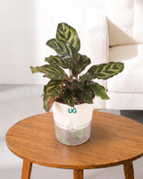 Calathea Peacock in Self Watering Pot