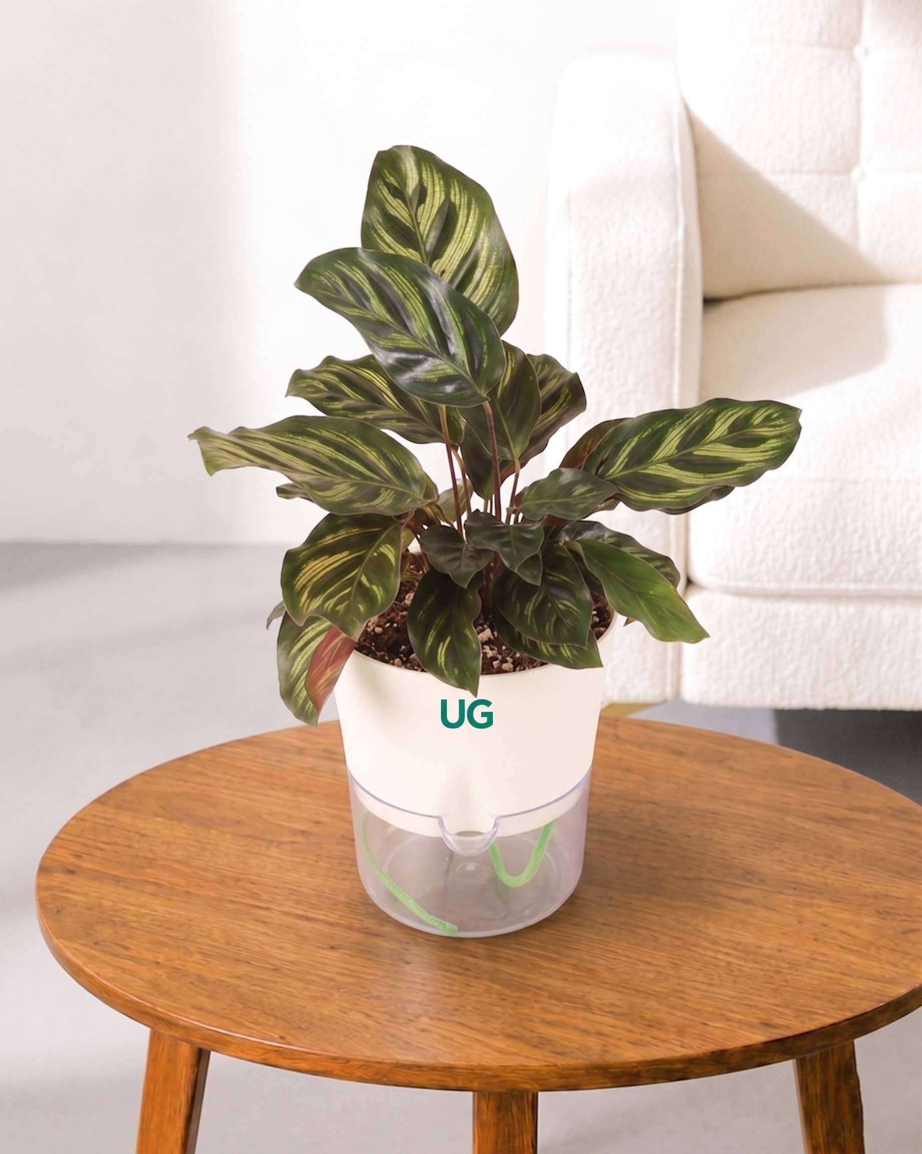 Calathea Peacock in Self Watering Pot