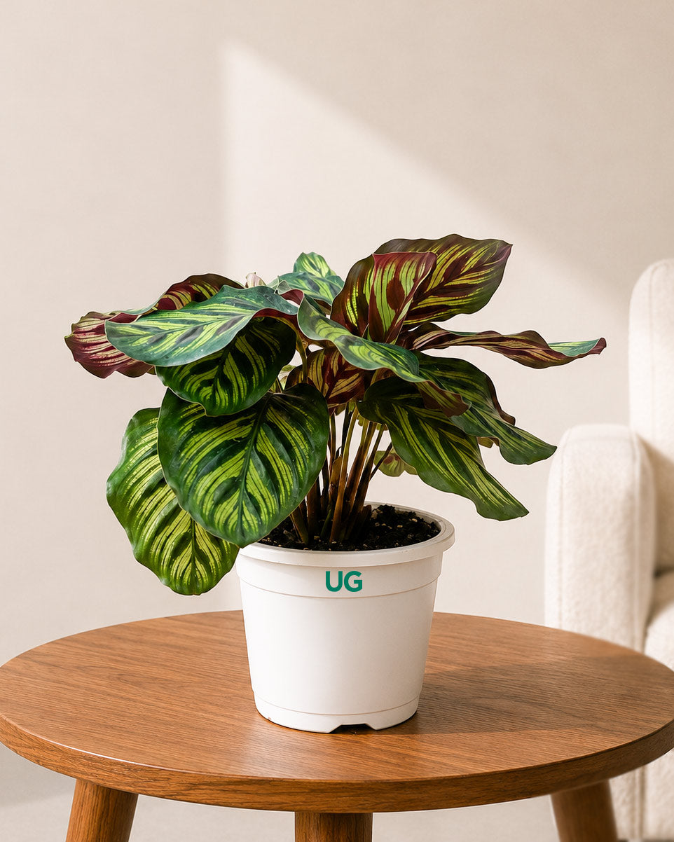 Calathea Peacock in Self Watering Pot