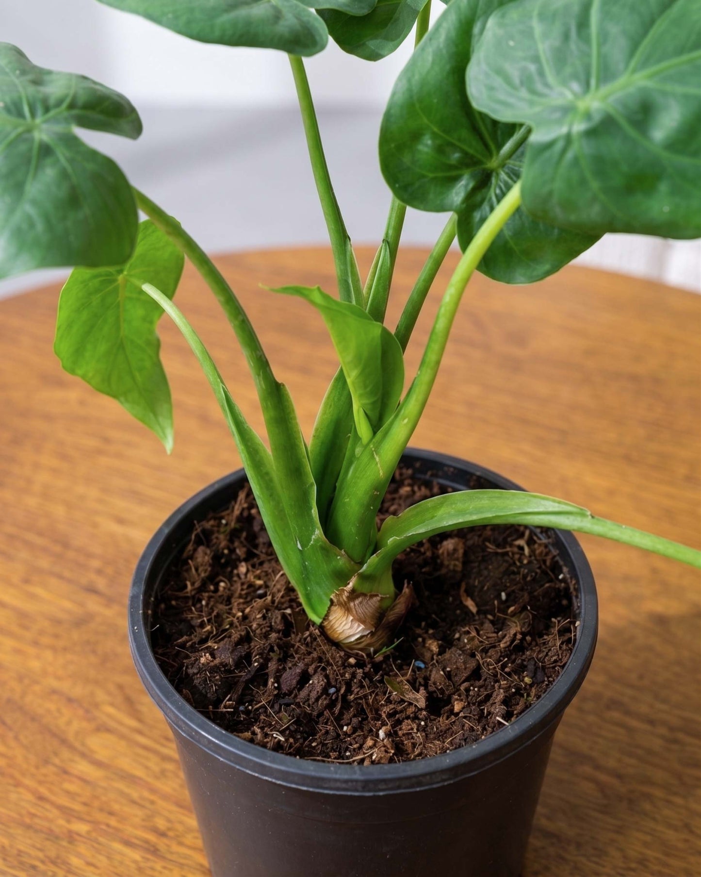 Alocasia Cucullata Plant