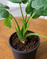 Alocasia Cucullata Plant