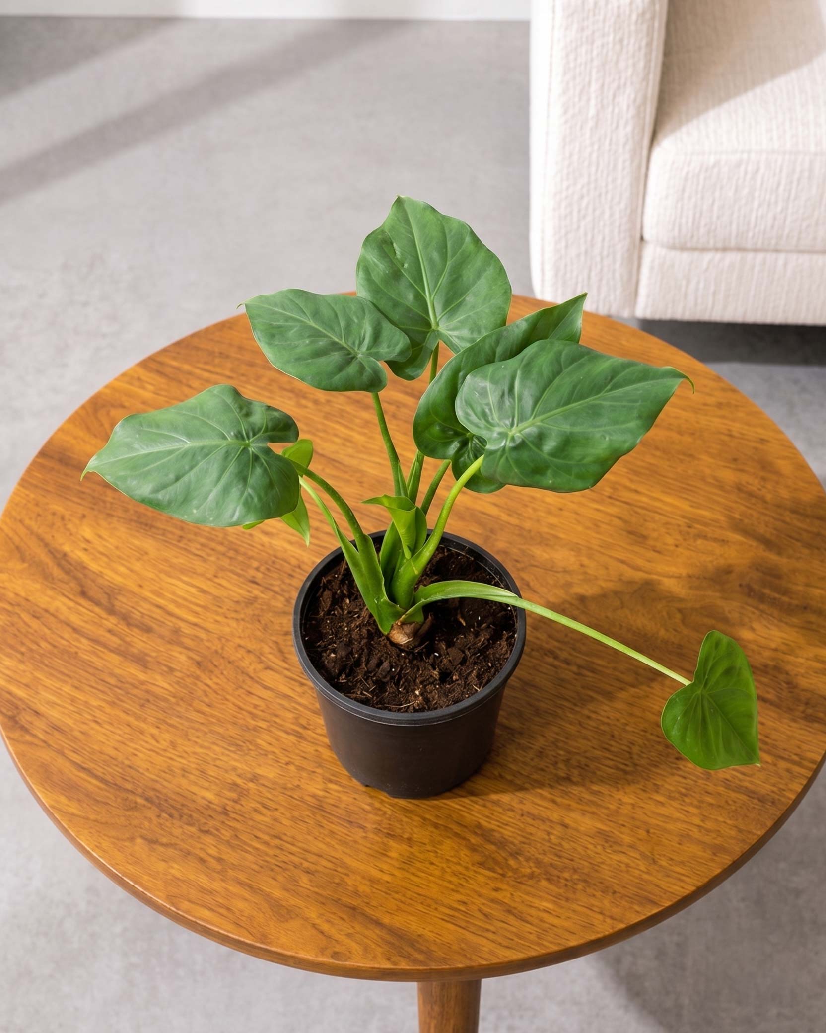 Alocasia Cucullata Plant