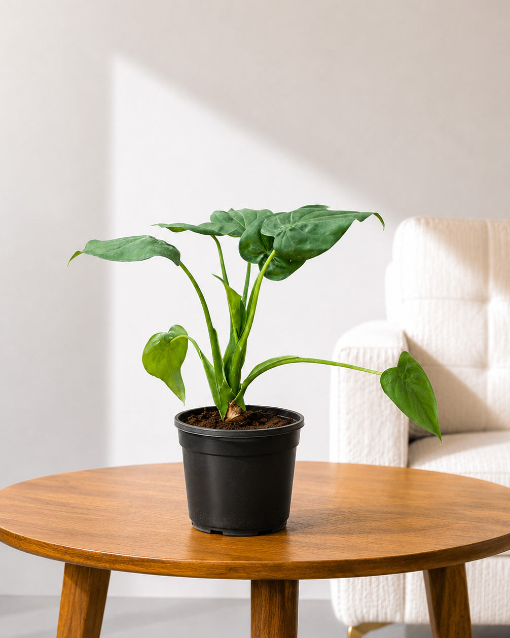 Alocasia Cucullata Plant