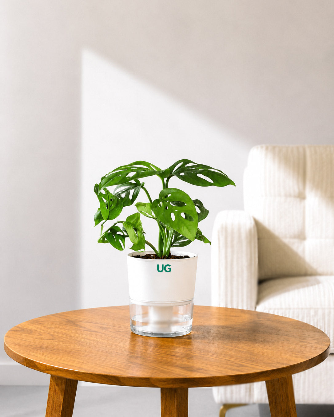 Philodendron Broken Heart In Self Watering Pot